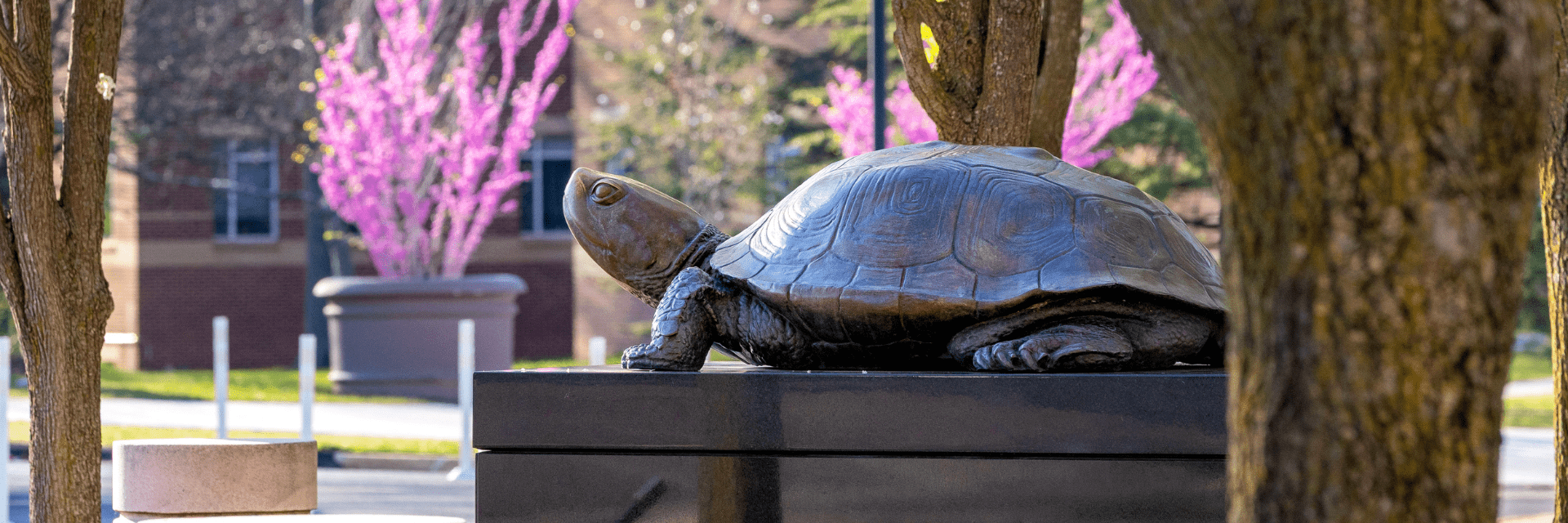 Testudo